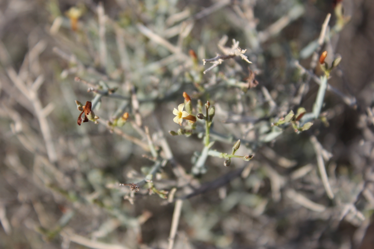 Plant Image